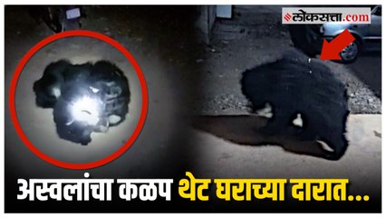CCTV: जंगलातल्या अस्वलांचा कळप थेट पोचला गावात; हालचाली सीसीटीव्हीत झाल्या कैद