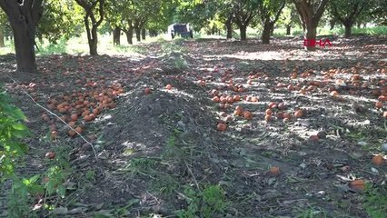 DALDAKİ PORTAKALI KAR VE FİYAT VURDU, DÖKÜLEN PORTALLAR ÇÜRÜDÜ