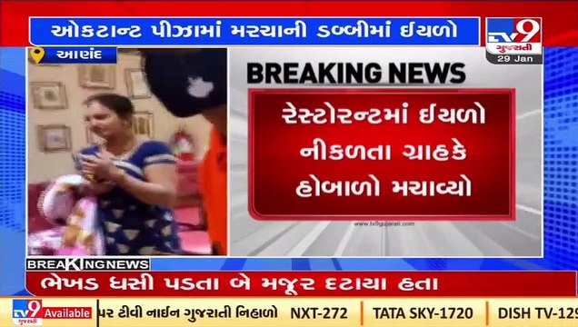 Insects found in chilli flakes given by Pizza shop, Anand _ Tv9GujaratiNews