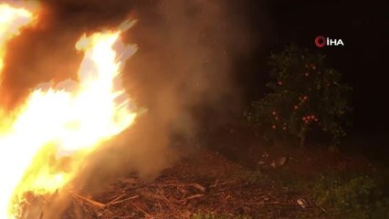 Tescilli Kozan portakalında don nöbeti