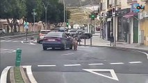 Brutal caso de maltrato animal: una persona conduce por Almería con un pony atado al copiloto