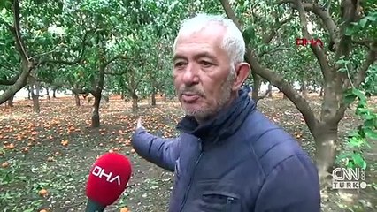 Dalındaki portakalı soğuk vurdu, dökülen ürünler çürüdü