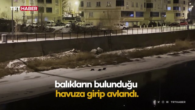 Su samuru ailesi alabalık tesisinde balık avladı