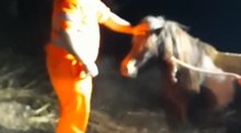 Sassari - Cavallo precipita in un fossato: salvato dai Vigili del Fuoco (29.01.22)