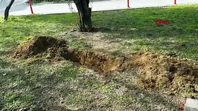 Antalya'da kan donduran cinayet! Öldürüp cinsel organını kesti