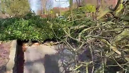 Fallen tree in Worksop (video: Simon Greaves)