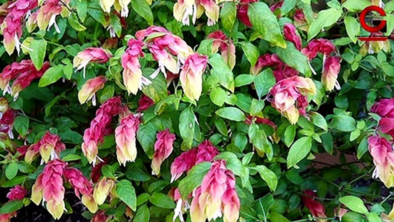 PARMANENT PLANT FOR GARDEN | EASY NON-STOP FLOWERS