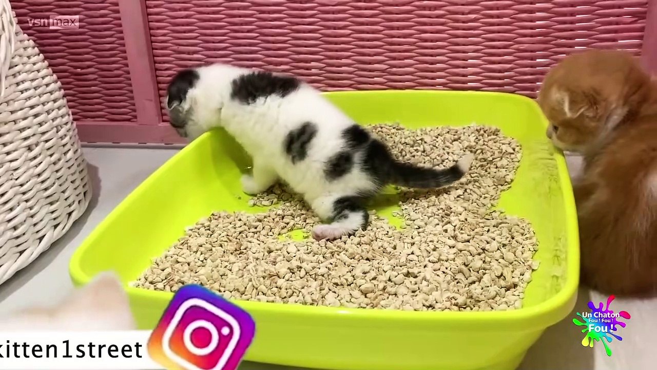 Un Chaton Fou ! Fou ! Fou ! 09