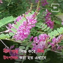 Wrecked of Neel Kuthi Found at Raiganj in West Bengal