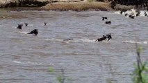 Nile Crocodile Catches Wildebeest