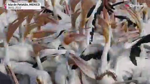 Mexican village, home to thousands of migrating pelicans, hopes to attract tourists