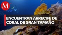 ¡Increíble! Descubren uno de los arrecifes de coral más extensos del mundo en Tahití
