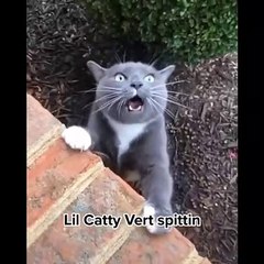 Funniest Cat, Don't try to hold back Laughter! Funny Cats Life