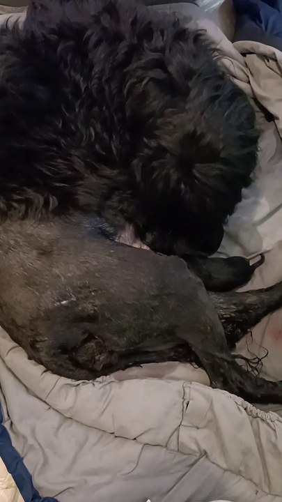 Chien d'eau portugais nés chez Metakisbulls