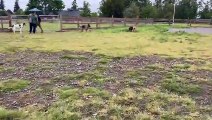 German Shepherd Aggressively Attacks Pitbull  [OFF LEASH DOG PARK]