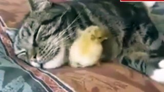 unbelievable watch this funny video between cat and bird