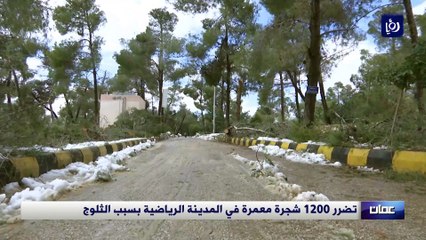تضرر 1200 شجرة معمرة في المدينة الرياضية بسبب الثلوج
