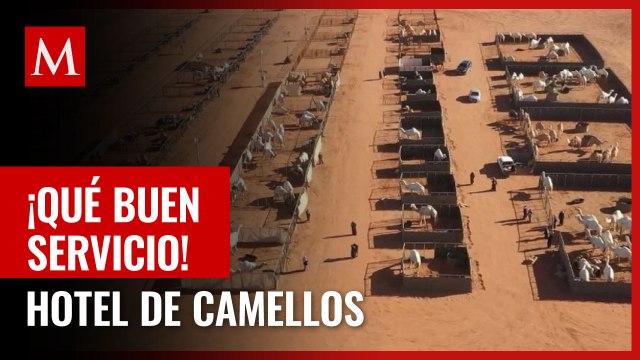 ¡Qué buen servicio! En Arabia Saudita, hotel de lujo da servicio a camellos de competencia
