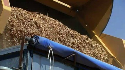 Tasmanian poppy industry under a litany of threats