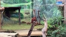 新竹動物園驚見猩猩抓山羌狠甩砸地 網氣炸刷Google負評