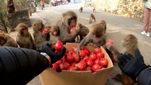 The monkey was surprised and ate the pomegranate happily || feeding pomegranate to hungry monkeys