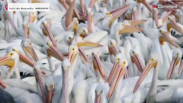 شاهد: الآلاف من طيور البجع المهاجرة تحط الرحال في قرية بيتاتان المكسيكية