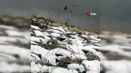 Bursa'daki barajda ilk kez su samuru görüldü