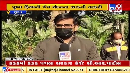 2 Sandalwood trees stolen from Gandhibaug , Surat _ Tv9GujaratiNews