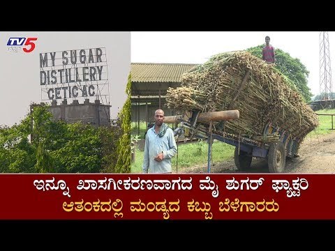 ಇನ್ನೂ ಖಾಸಗೀಕರಣವಾಗದ ಮೈ ಶುಗರ್​ ಫ್ಯಾಕ್ಟರಿ ಆತಂಕದಲ್ಲಿ ಮಂಡ್ಯ ಕಬ್ಬು ಬೆಳೆಗಾರರು | Mandya | TV5 Kannada
