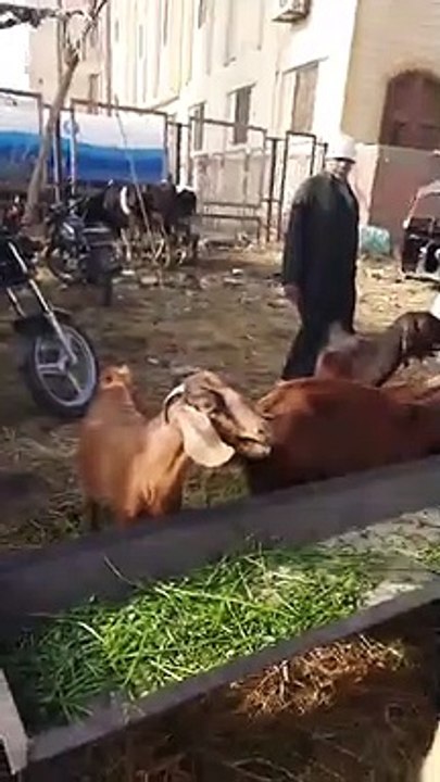 مش معزة عادية مش هتصدق شكلها ولا سعرها.. سوق الشرقية مقسمها نوعين تربية وأكل خد فكرة وهتشتري دلوقتي