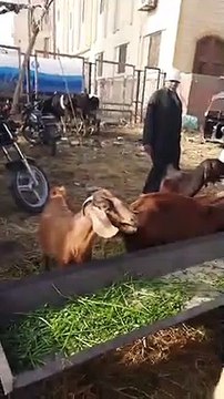 مش معزة عادية مش هتصدق شكلها ولا سعرها.. سوق الشرقية مقسمها نوعين تربية وأكل خد فكرة وهتشتري دلوقتي