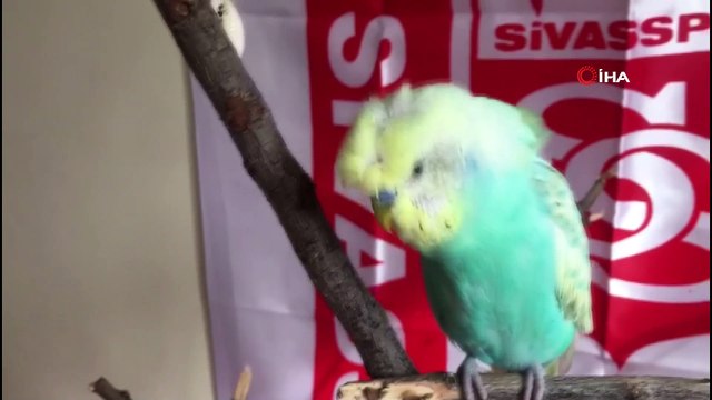 Mehter marşı söyleyen muhabbet kuşu görenleri şaşkına çevirdi