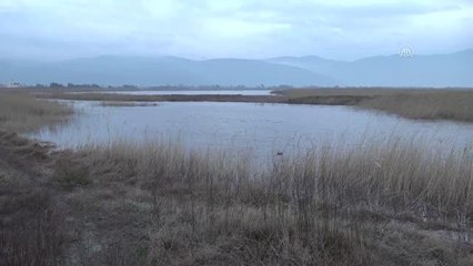 Mileyha Sulak Alanı'nda ilk kez kukumav kuşu görüntülendi