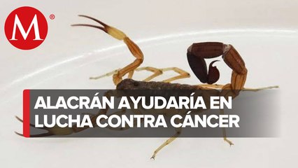 Científicos de la UNAM elaboran fórmula con veneno de alacrán para evitar metástasis