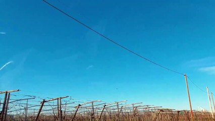 Barletta: elicottero in località Fiumara, intanto proseguono le ricerche di Michele - VIDEO