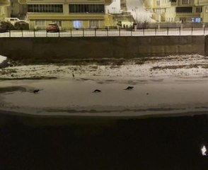 Son dakika haberleri | BUZ TUTAN ÇORUH'TA SU SAMURLARININ BALIK AVI KAMERADA