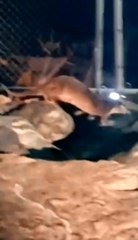 Nesli tükenme tehlikesi altındaki "Su Samurları" ailecek görüntülendi