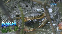 Born to be Wild: Crabs in the mangrove