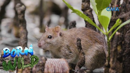 Born to be Wild: The unwanted visitor in the mangroves