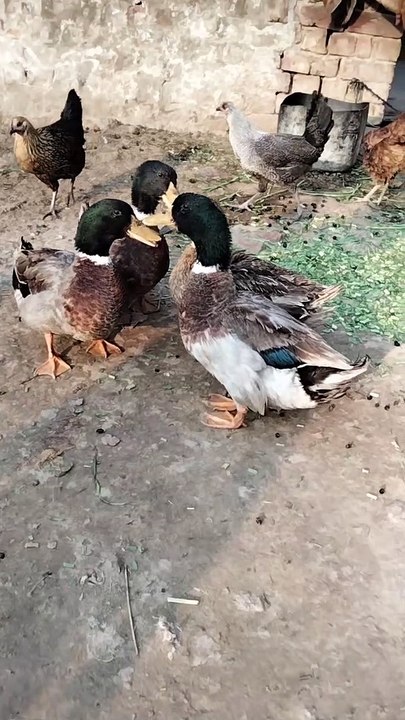 Duck  Quack Quack Sound Effect By Kingdom of Awais