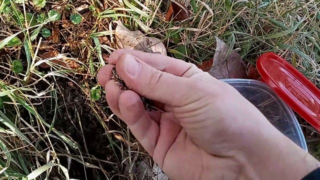 Planting Cucumbers in January Plus Pollinater flowers and garlic bulbs