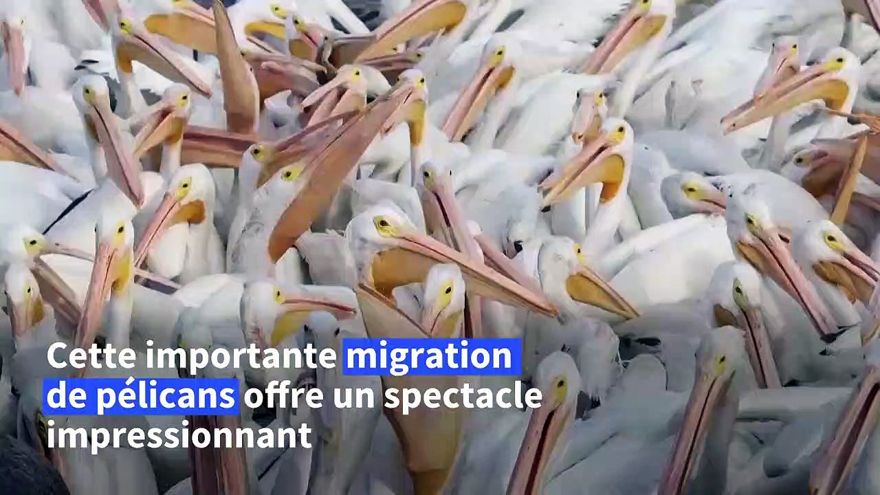 Un village mexicain, refuge de milliers de pélicans migrateurs, espère le retour des touristes