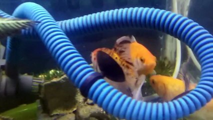 Fish gold !! Lihat ikan paling cantik di akuarium
