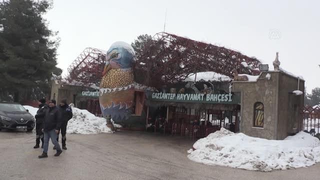 GAZİANTEP - Köpeklerin saldırısı sonucu yaralanan karaca tedaviye alındı