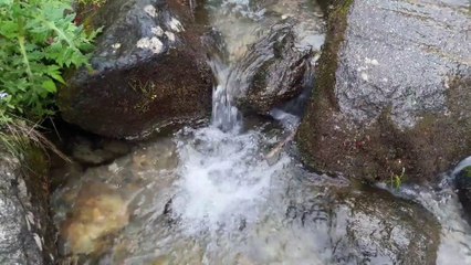 A RIVER FOREST THROUGH BED OF ROCKS