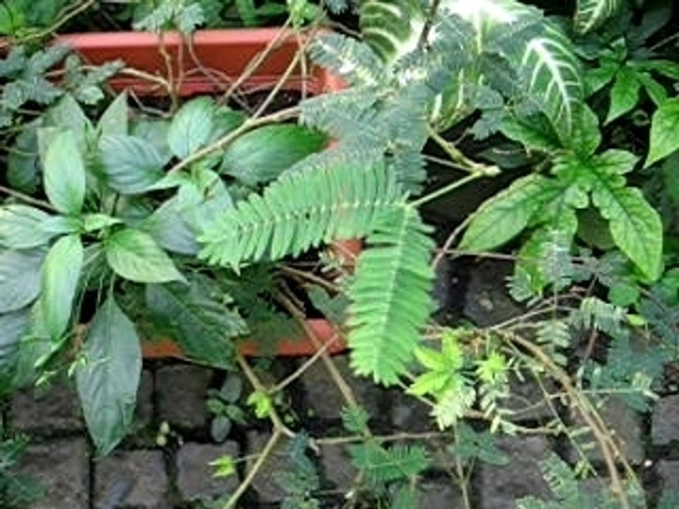 Acacia