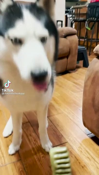 Dog Funny Video me