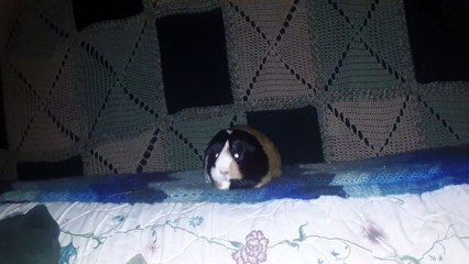 CAVIA PORCELLUS PARSLEY 20210202_045015