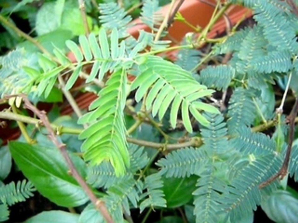Feuilles d acacia qui se retractent