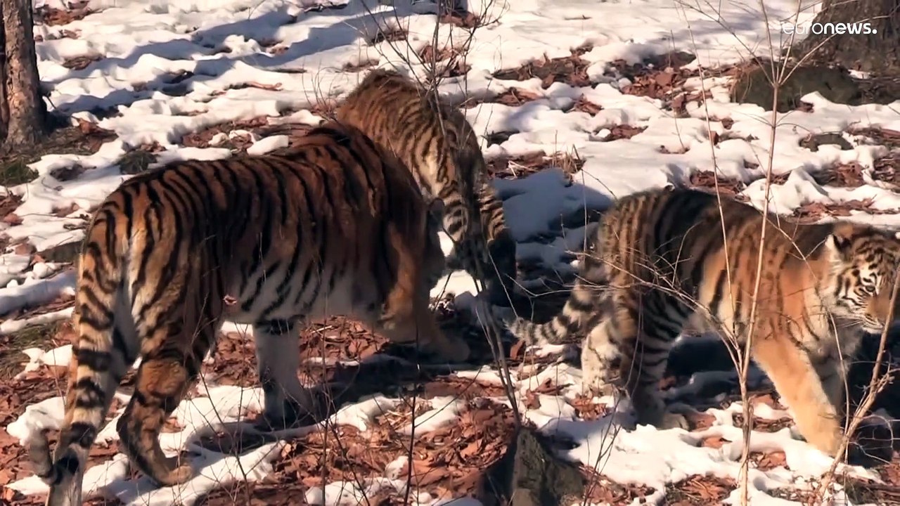 Rettet die amurtiger: russischer tierpark feiert nachwuchs
